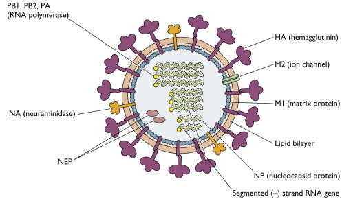 influenza-virion1